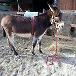 Деревянный коттедж Tenuta Gran Bosco Loro Piceno