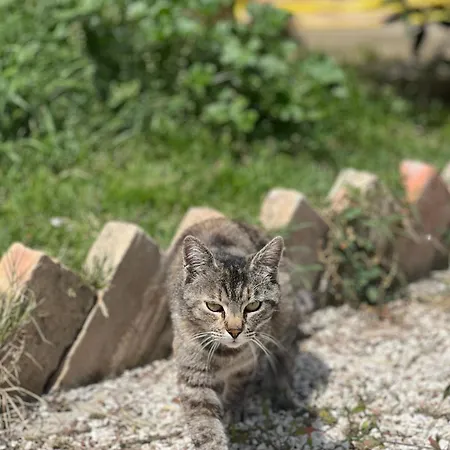 Hytte Tenuta Gran Bosco