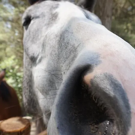 Tenuta Gran Bosco Loro Piceno