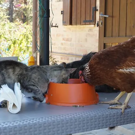 Tenuta Gran Bosco Hytte Loro Piceno