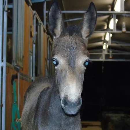 Tenuta Gran Bosco Hytte