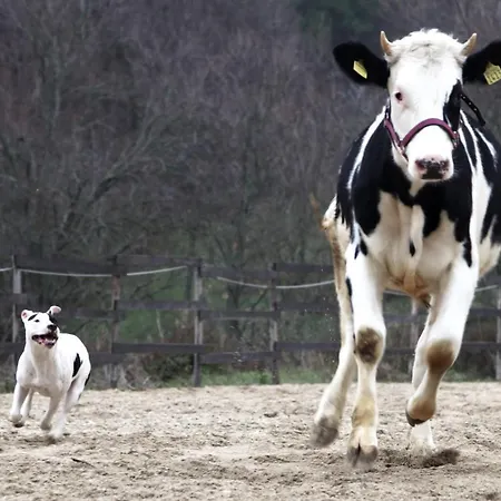 Hytte Tenuta Gran Bosco